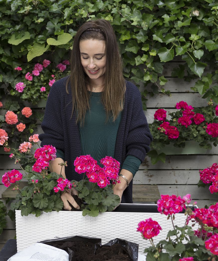 2018-geraniums-care-11 Kobieta sadzi różowe pelargonie w białej skrzynce na tle drewnianego płotu.