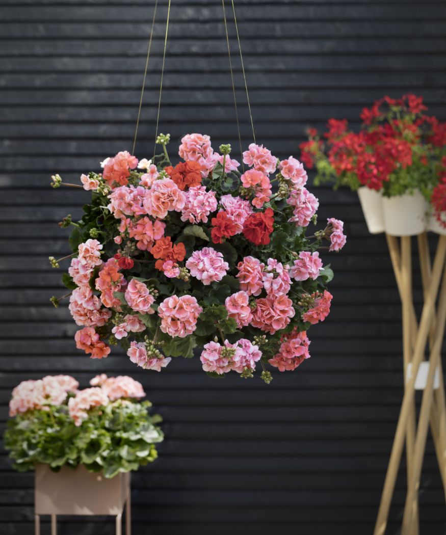 Kula różowych pelargonii zwisa z sufitu na tle czarnej drewnianej ściany i pelargonii w wysokich donicach.