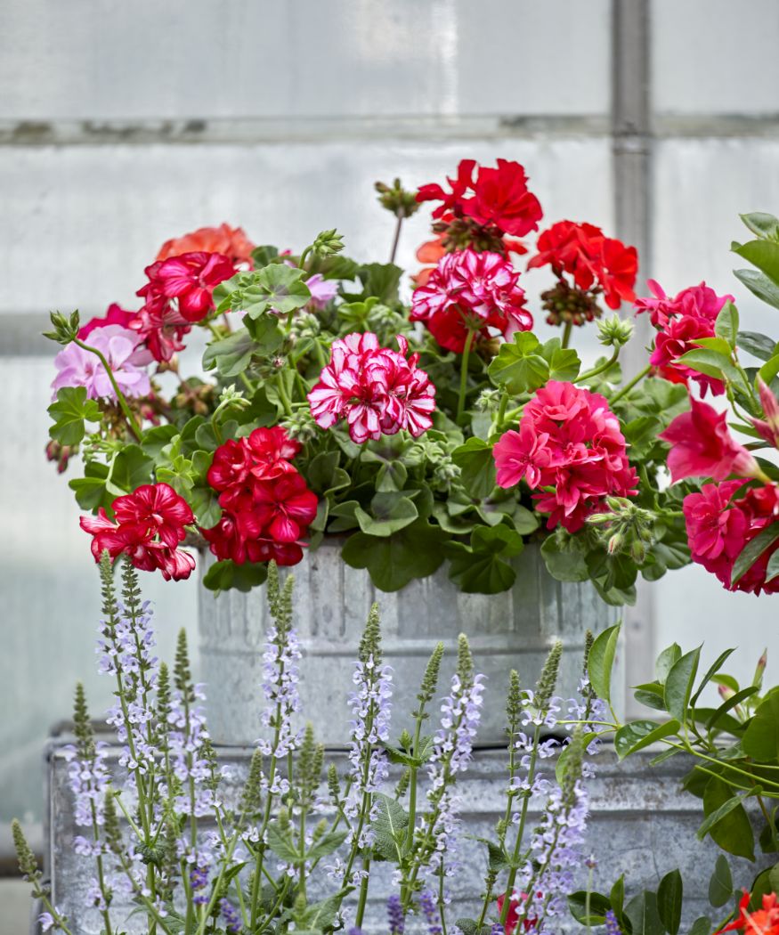 2021-geraniums-5000-geranium-factory-06