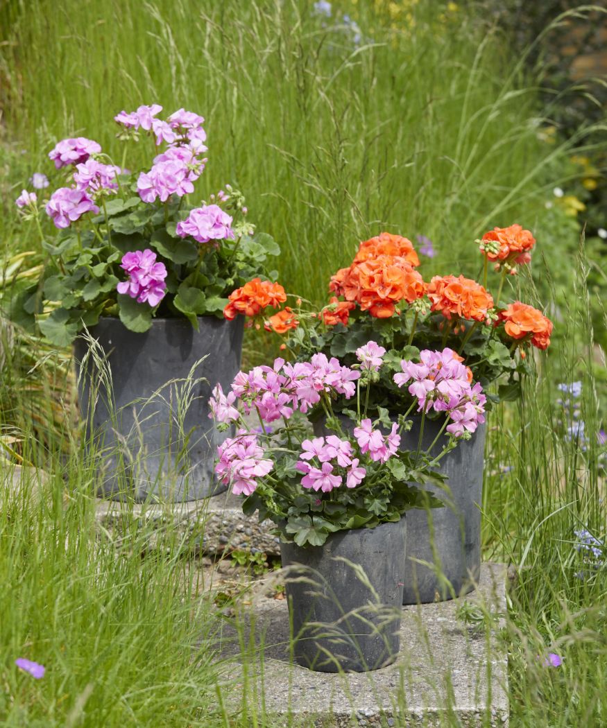 2022-geraniums-3000-summer-vibrance-05