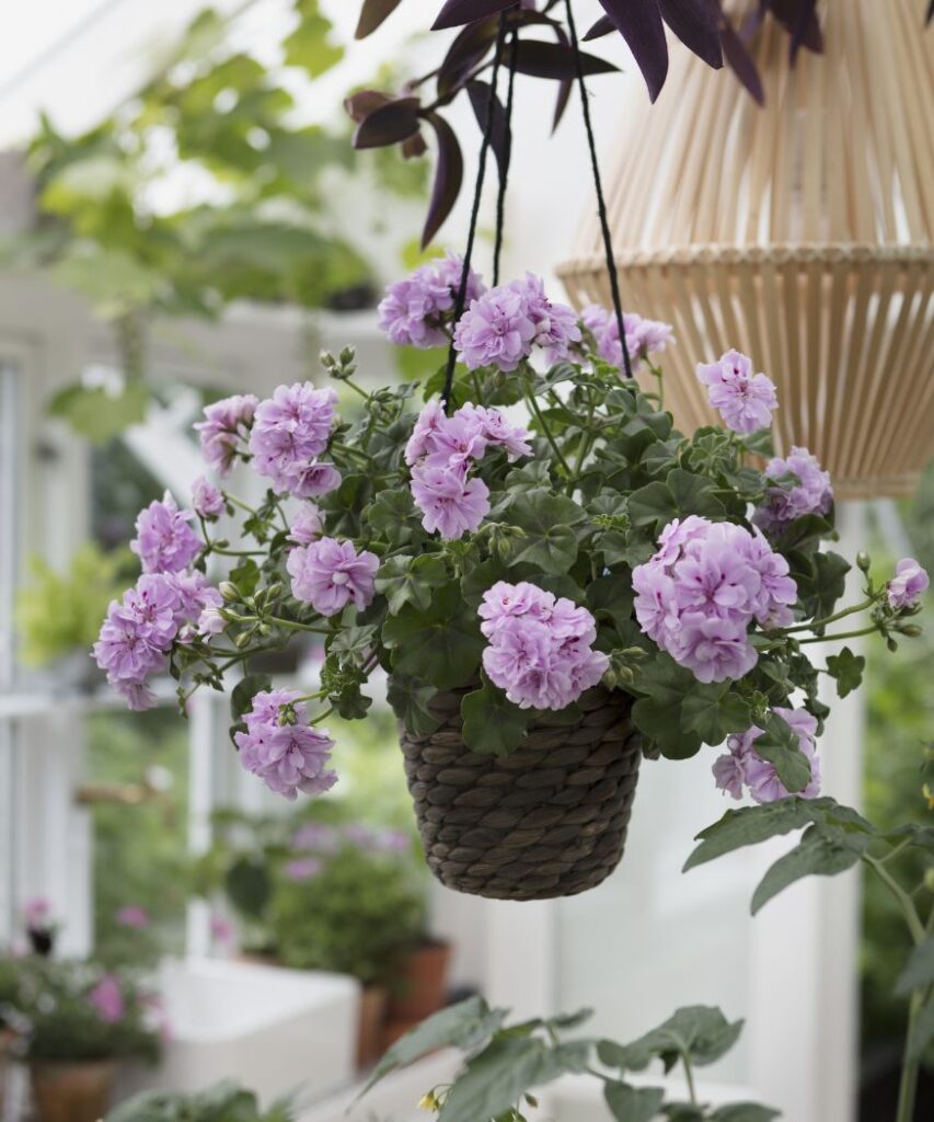 Delikatne, różowe pelargonie w plecionym, wiszącym koszu.