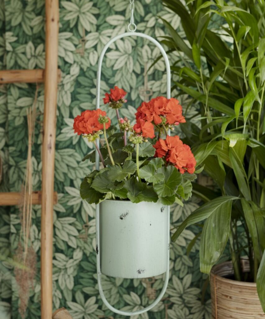 Jasnopomarańczowe pelargonie w miętowo-zielonej wiszącej doniczce z metalową ramą, na tle tapety w tropikalne liście - stylowa zieleń do wnętrz i na zewnątrz.