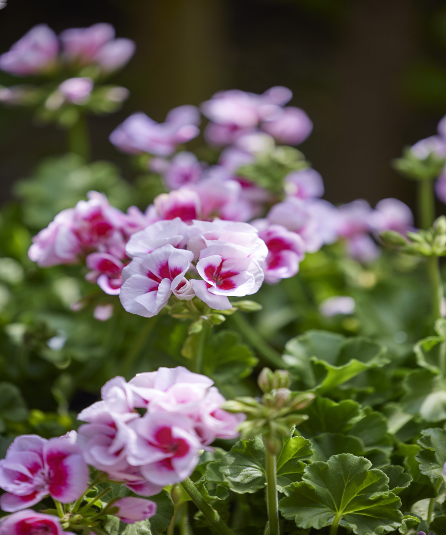 Kolorowy akcent, niezależnie od (letniej) pogody. Pelargonie kwitną w niemal każdych warunkach