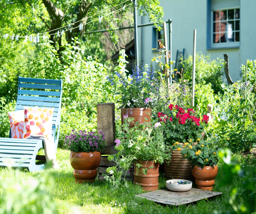Pelargonie w kreatywnych ogrodach inspirowanych naturą