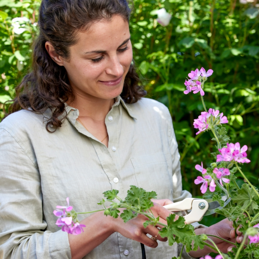 Kiedy przycinać pelargonie?Odpowiednie przycinanie sprawia, że pelargonie kwitną obficie.